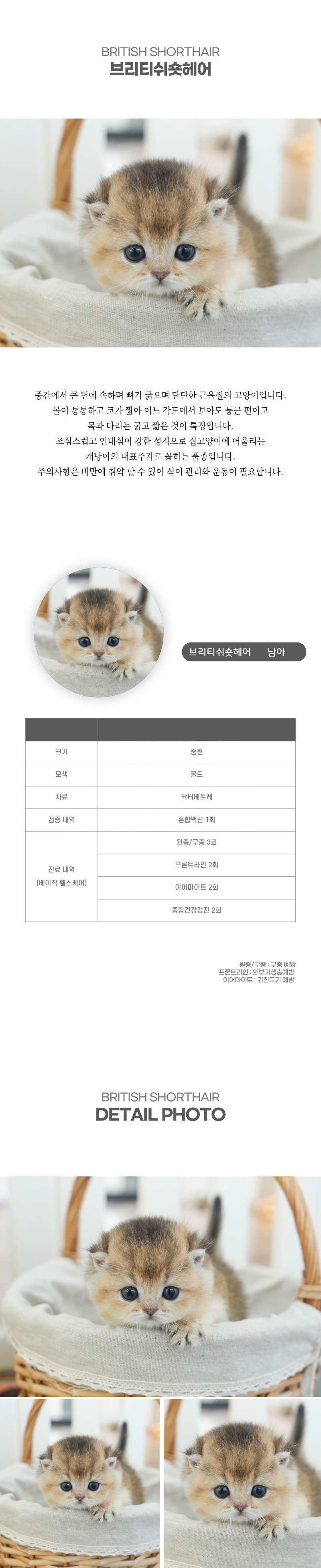 브리티쉬숏헤어_상세이미지_2